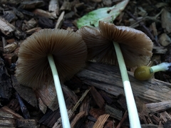 Bolbitius variicolor