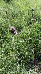 Cirsium palustre