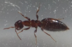 Sclerodermus domesticus