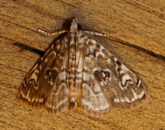 Elophila gyralis