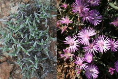 Antimima leipoldtii