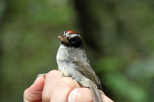 Basileuterus melanogenys