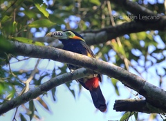 Selenidera maculirostris