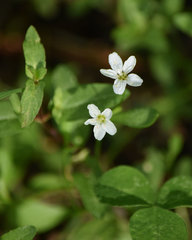 Moehringia lateriflora
