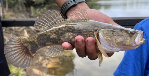 Goby (Oxyeleotris marmorata) — Eleotridae — 2