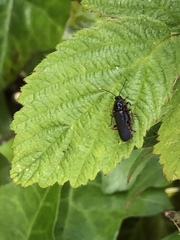 Cantharis flavilabris