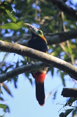 Selenidera maculirostris