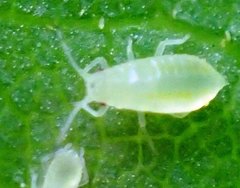 Eucallipterus tiliae