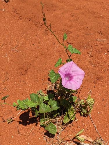 Ipomoea muelleri, photograph 5