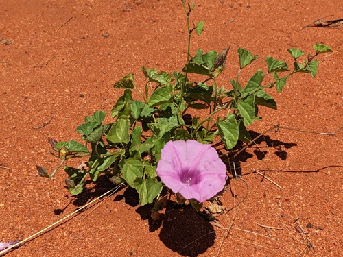Ipomoea muelleri, photograph 4