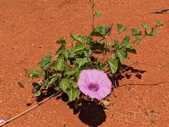 Ipomoea muelleri, photograph Hugo Innes, CC BY, iNaturalist via GBIF