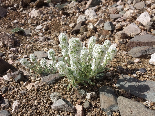 Waterton Lakes cryptantha (Cryptantha sobolifera)