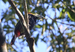 Selenidera maculirostris