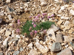 Trifolium dasyphyllum