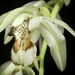 Coelogyne fuscescens - Photo (c) sunoochi, some rights reserved (CC BY)