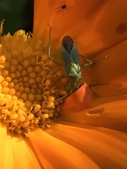 Closterotomus