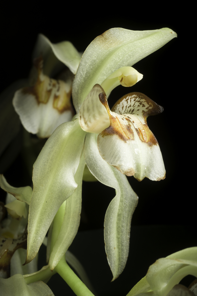 Coelogyne assamica (Coelogyne assamica)