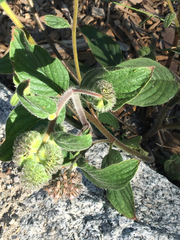 Phacelia hastata compacta
