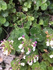 Teucrium pyrenaicum