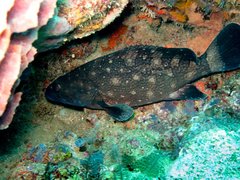 Epinephelus coeruleopunctatus