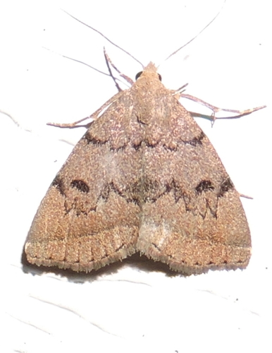 Zanclognatha dentata Wagner & McCabe, 2011