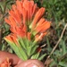 Harsh Indian Paintbrush - Photo (c) Remington Jackson, some rights reserved (CC BY-NC), uploaded by Remington Jackson