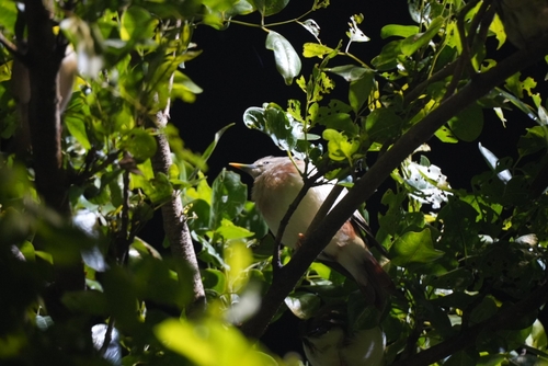 Chestnut-tailed Starling (Sturnia malabarica), photo 9
