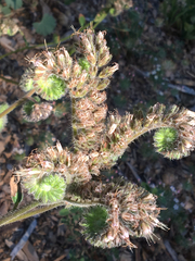 Phacelia hastata compacta