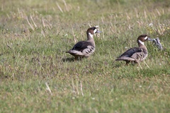 Speculanas specularis