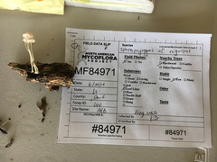 Resinomycena acadiensis