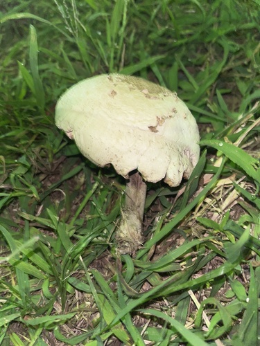 Chlorophyllum molybdites