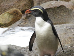 Eudyptes pachyrhynchus
