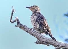 Colaptes pitius