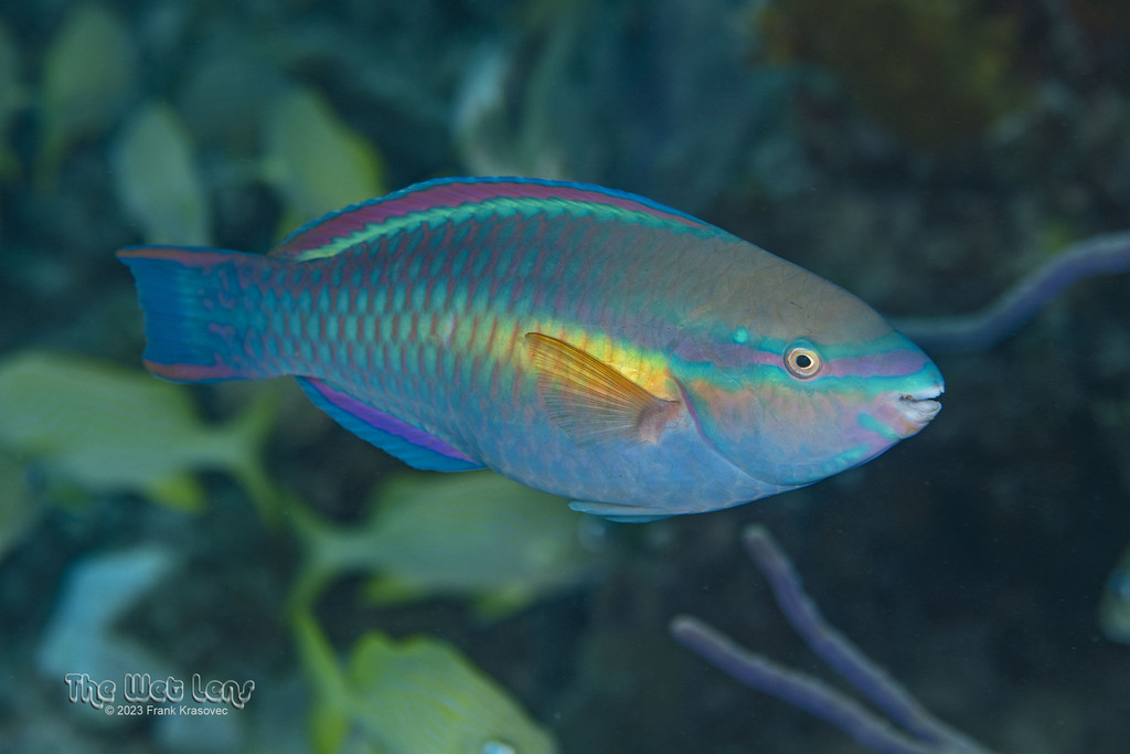 Photo of Princess parrotfish (Scarus taeniopterus)