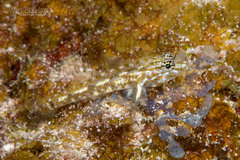 Bartail Goby photo 2