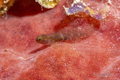 Tusked Goby photo 5