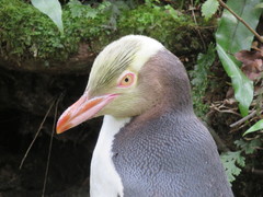 Megadyptes antipodes