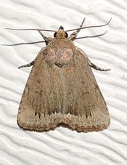 Amphipyra glabella