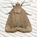Smooth Amphipyra Moth - Photo (c) judywelna, some rights reserved (CC BY-NC), uploaded by judywelna