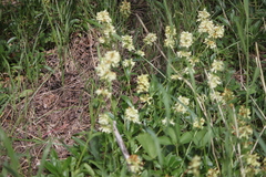 Penstemon confertus