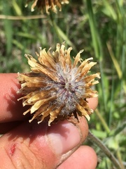 Trifolium eriocephalum