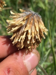 Trifolium eriocephalum
