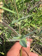 Trifolium eriocephalum