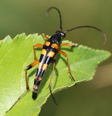 Strangalia attenuata