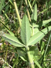 Trifolium eriocephalum