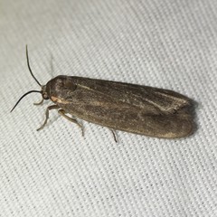 Hypoprepia inculta