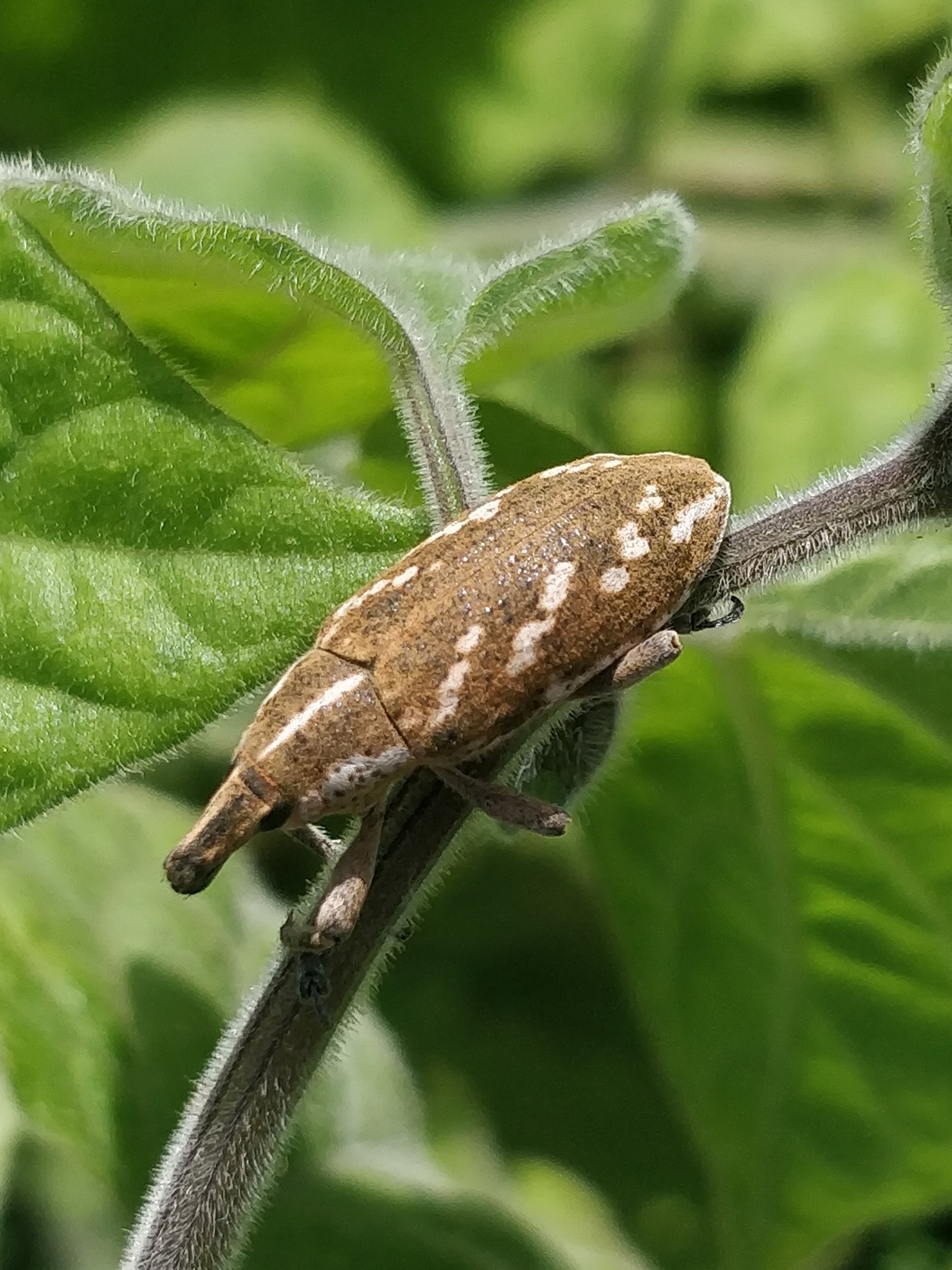 Cleonus armitagei