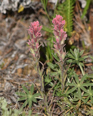 Castilleja pilosa pilosa