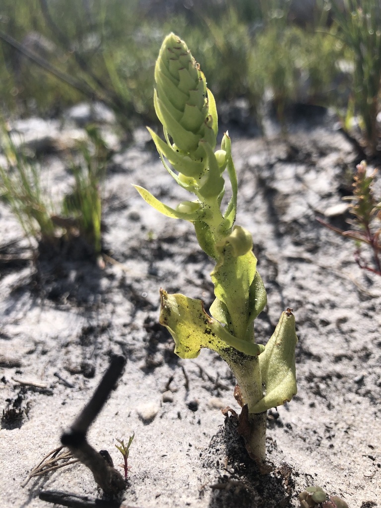 Satyrium bicallosum