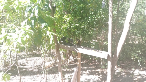 Black-tufted-ear Marmoset